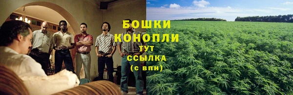 прущие грибы Абаза